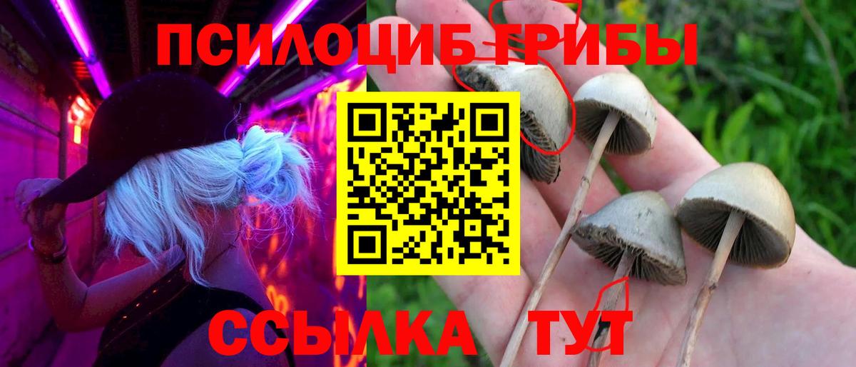 Выкса  Псилоцибиновые грибы Cubensis  Вход с VPN 